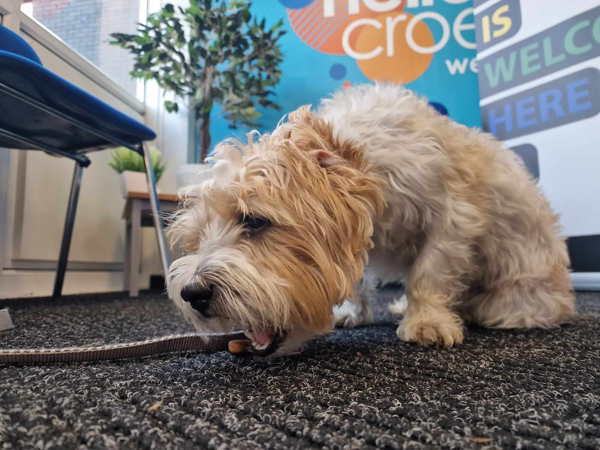 Animal assisted therapy school session — The Baxter Project Wales